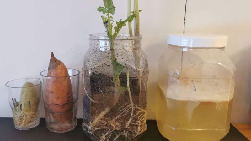 Olika potatissorter är satta i burkar med vatten.